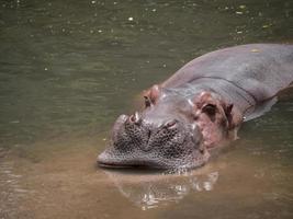 ippopotami in acqua foto