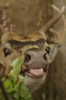 alimentazione il formosa sika cervo o cervus nippon taiouanus a gembira loka zoo, Yogyakarta, Indonesia foto