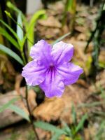 ruellia tuberosa fiori anche conosciuto come radice di minnie, febbre radice, bocca di leone radice e pecora Patata foto