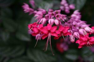 bellezza cespuglio fiore o clerodendrum thomsoniae foto