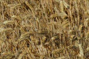 un' vicino su di un' campo di maturo Grano foto