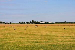 pecora nel un' campo con un' cavallo nel il sfondo foto