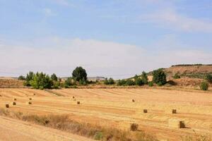 un' campo di cannuccia con alberi e colline nel il sfondo foto