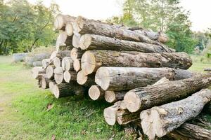 un' mucchio di logs nel il mezzo di un' campo foto