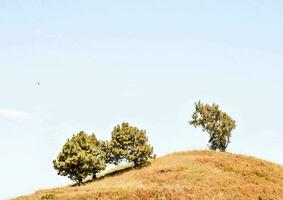 tre alberi su superiore di un' collina foto