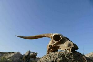 un' cranio con corna su superiore di un' roccia foto