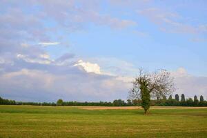 un' solitario albero nel un' campo con un' blu cielo foto