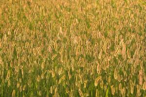 un' campo di alto erbe nel il sole foto