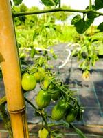 pomodori in crescita su un' bambù pianta nel un' giardino foto