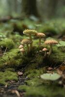 un' muschioso terra con minuscolo funghi nel il sfondo. foto