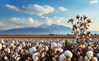 un' bellissimo cotone campo con soffice bianca palle. foto