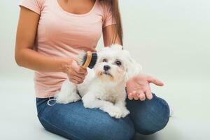 contento femmina maltese cane è pettinatura donna foto