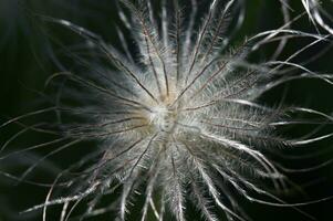 un' vicino su di un' fiore con lungo bianca capelli foto