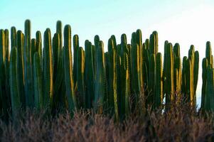 un' gruppo di cactus impianti nel il sole foto
