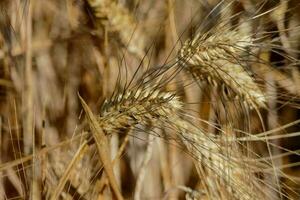 un' vicino su di alcuni Grano nel un' campo foto