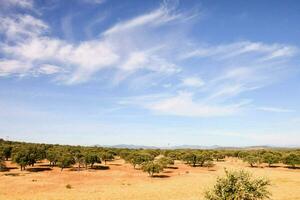 un' campo con alberi e un' blu cielo foto