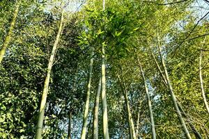 bambù alberi nel il foresta foto