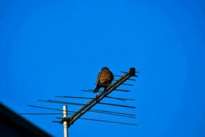 un' uccello si siede su superiore di un' tv antenna foto