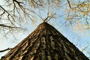 un' albero è visto a partire dal il terra guardare su foto