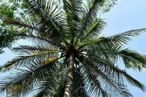 un' palma albero con un' blu cielo nel il sfondo foto