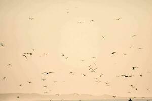 un' gregge di uccelli volante al di sopra di il oceano foto