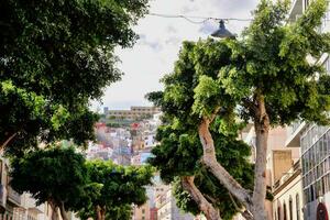 un' strada con alberi e edifici nel il città foto