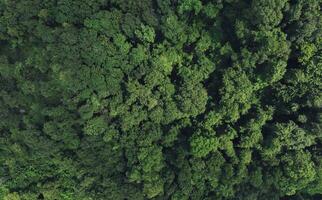 aereo superiore Visualizza di verde alberi nel foresta. fuco Visualizza di denso verde albero cattura co2. verde albero natura sfondo per carbonio neutralità e netto zero emissioni concetto. sostenibile verde ambiente. foto