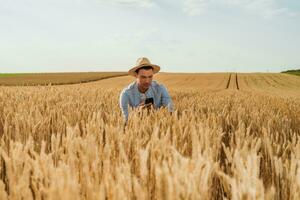 contento contadino utilizzando mobile Telefono mentre in piedi nel il suo in crescita Grano campo foto