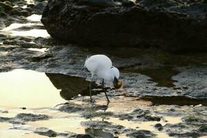 un' bianca uccello è in piedi nel superficiale acqua foto