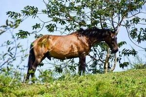 un' cavallo in piedi su un' pendio vicino un' albero foto