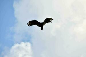 un' nero uccello volante nel il cielo foto