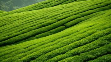 ai generato tè piantagione paesaggio, superiore Visualizza struttura foto