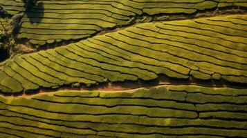 ai generato verde tè piantagione, superiore Visualizza struttura foto