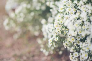 sfondo fiore bianco