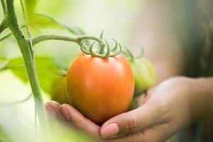 mano femminile che tiene il pomodoro in fattoria biologica foto