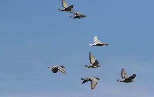 gregge di piccione da corsa di velocità che vola contro il cielo blu chiaro foto