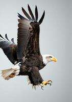 Calvo aquila isolato su un' bianca sfondo. ai generato foto