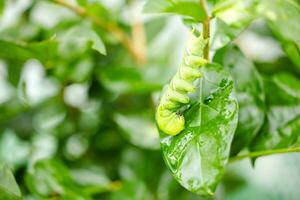 bruco-farfalla papilio macaone su un' verde foglia pianta su un' estate giorno foto