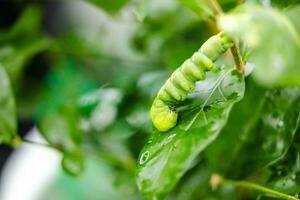 bruco-farfalla papilio macaone su un' verde foglia pianta su un' estate giorno foto