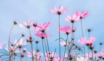 vista ad angolo basso di piante da fiore rosa pastello contro il cielo blu, messa a fuoco selettiva foto