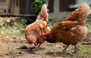 raccolta il posa pollo uovo di permettendo loro per alimentazione naturalmente. costo risparmi di bestiame concetto. foto