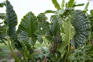 verde alocasia o elefante orecchio albero pianta naturale struttura sfondo foto