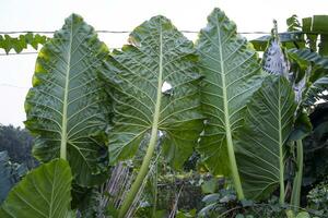 verde alocasia o elefante orecchio albero pianta naturale struttura sfondo foto