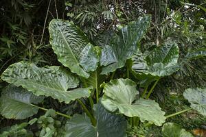 verde alocasia o elefante orecchio albero pianta naturale struttura sfondo foto