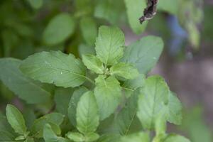 basilico medicinale o pianta di foglie di tulsi biologico verde foto