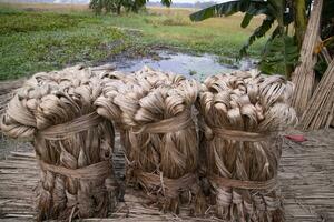 un' di spessore Marrone fascio di crudo iuta ha su il terra. Questo è il chiamato d'oro fibra nel bangladesh foto