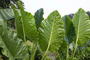 verde alocasia o elefante orecchio albero pianta naturale struttura sfondo foto