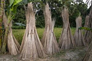molti iuta bastoni siamo impilati per sole essiccazione a Sadarpur, faridpur, bangladesh. uno e solo iuta coltivazione è nel faridpur, bangladesh foto