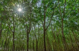 il mezzogiorno sole brilla giù nel il alto foresta foto