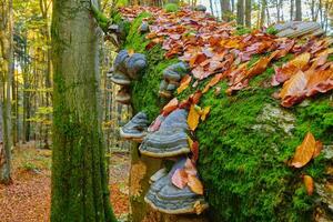 autunno bosco. il bellezza di potente alberi. tranquillo autunno foresta con vivace fogliame e alberi. foto